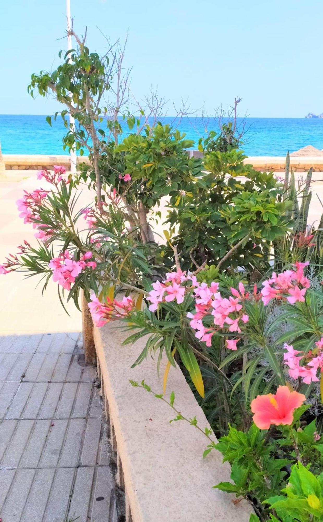 Javea Arenal Beach المظهر الخارجي الصورة